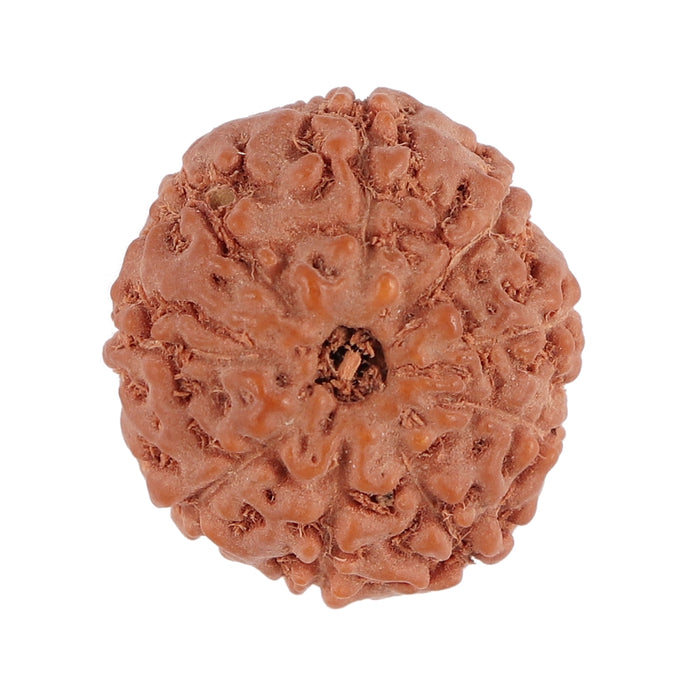 9 Mukhi Rudraksha from Indonesia - Bead No. 122