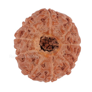 9 Mukhi Rudraksha from Indonesia - Bead No. 122