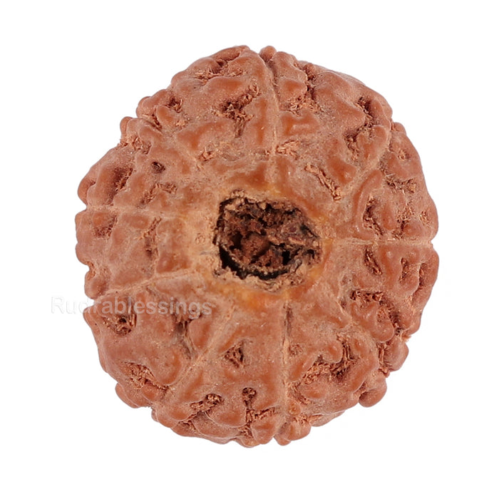 9 Mukhi Rudraksha from Indonesia - Bead No. 122