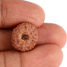 Load image into Gallery viewer, 9 Mukhi Rudraksha from Indonesia - Bead No. 122
