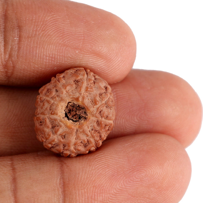 9 Mukhi Rudraksha from Indonesia - Bead No. 122