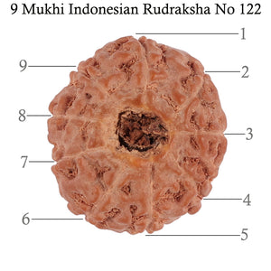9 Mukhi Rudraksha from Indonesia - Bead No. 122