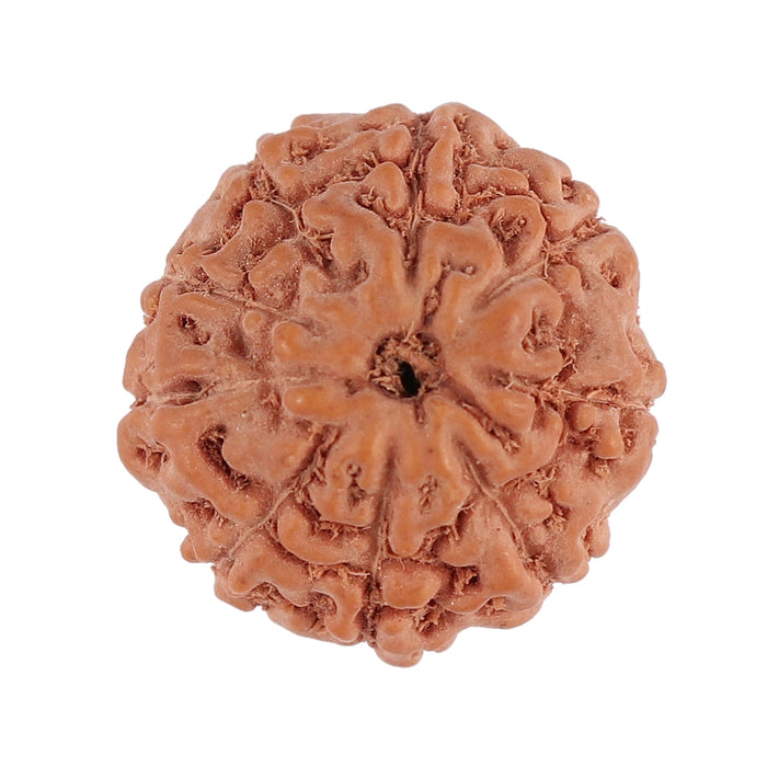9 Mukhi Rudraksha from Indonesia - Bead No. 124