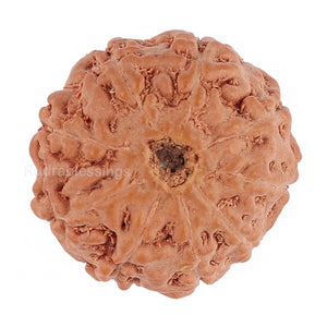 9 Mukhi Rudraksha from Indonesia - Bead No. 124
