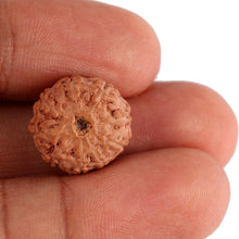 Load image into Gallery viewer, 9 Mukhi Rudraksha from Indonesia - Bead No. 124
