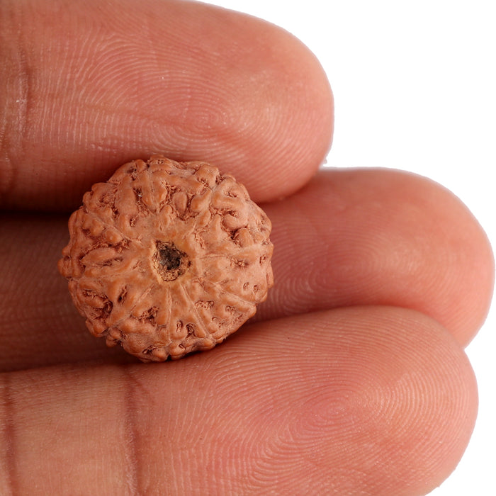 9 Mukhi Rudraksha from Indonesia - Bead No. 124