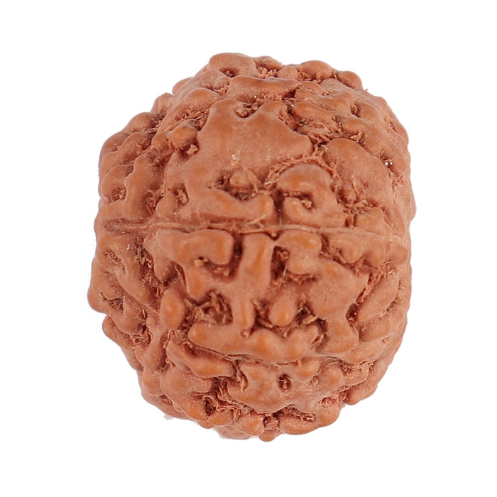 9 Mukhi Rudraksha from Indonesia - Bead No. 124