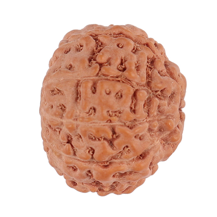 9 Mukhi Rudraksha from Indonesia - Bead No. 124