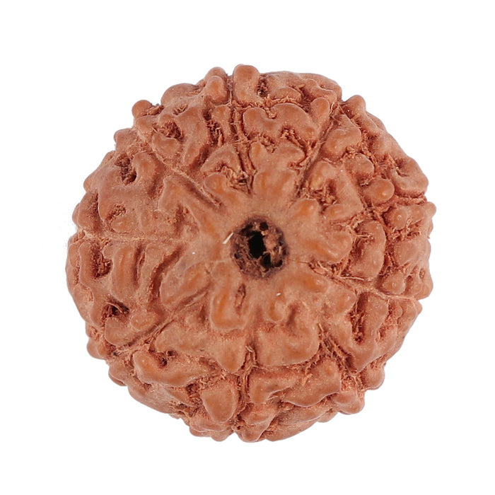 9 Mukhi Rudraksha from Indonesia - Bead No. 125