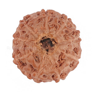 9 Mukhi Rudraksha from Indonesia - Bead No. 125