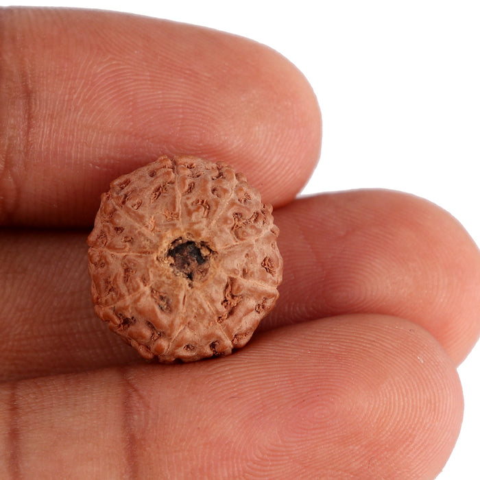 9 Mukhi Rudraksha from Indonesia - Bead No. 125