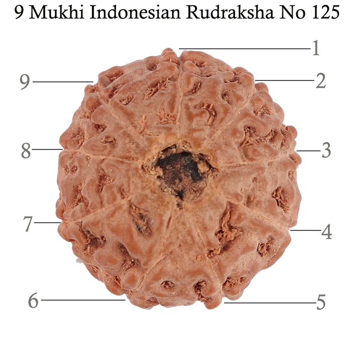 9 Mukhi Rudraksha from Indonesia - Bead No. 125