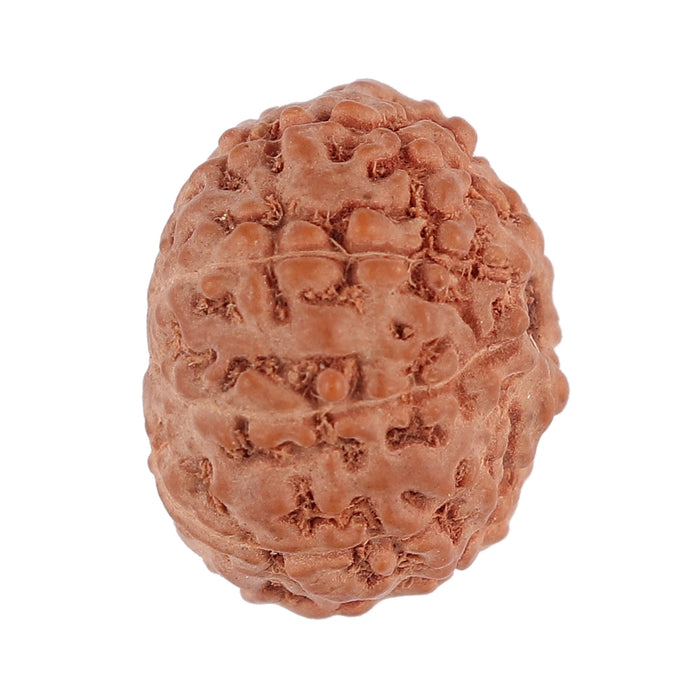 9 Mukhi Rudraksha from Indonesia - Bead No. 125