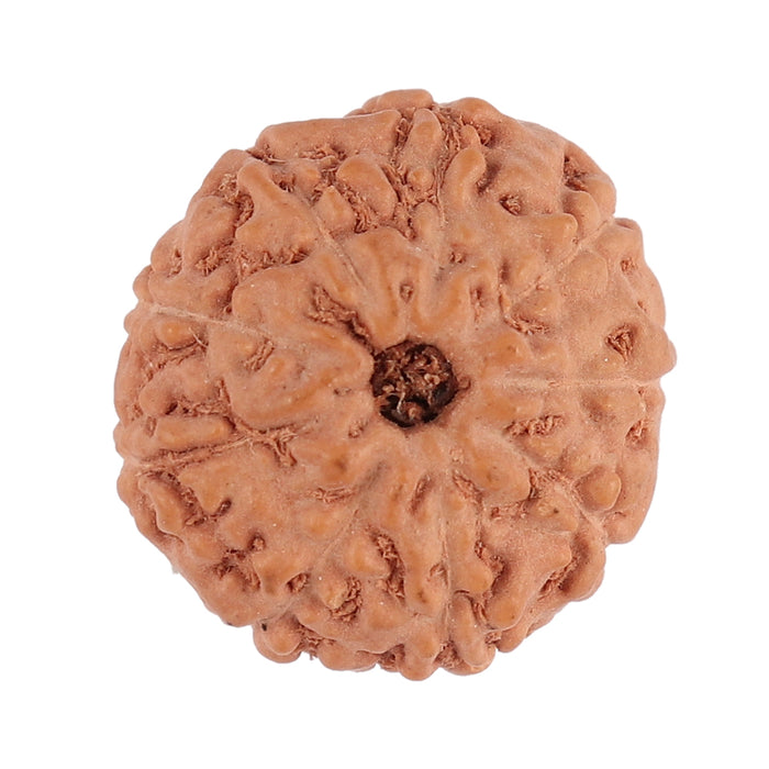 9 Mukhi Rudraksha from Indonesia - Bead No. 126