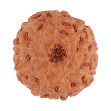 Load image into Gallery viewer, 9 Mukhi Rudraksha from Indonesia - Bead No. 126
