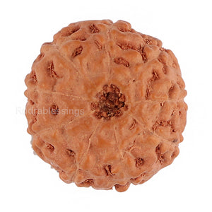 9 Mukhi Rudraksha from Indonesia - Bead No. 126