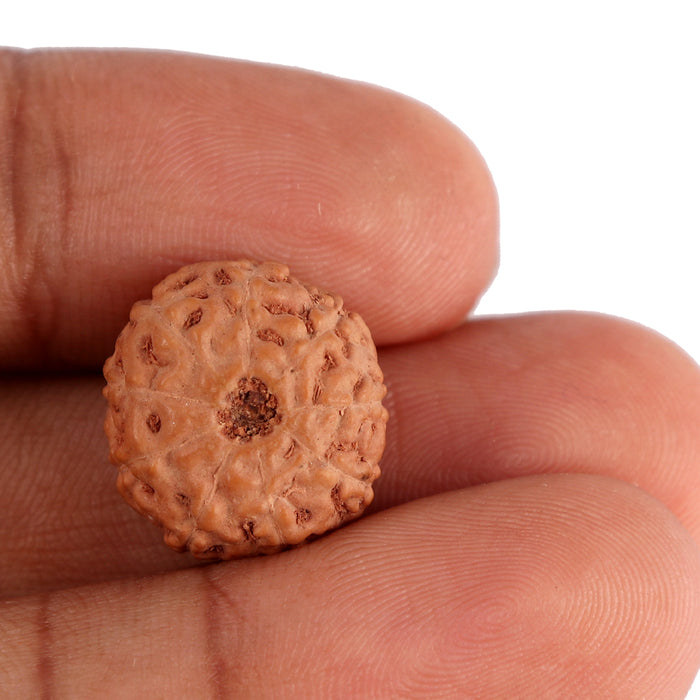 9 Mukhi Rudraksha from Indonesia - Bead No. 126
