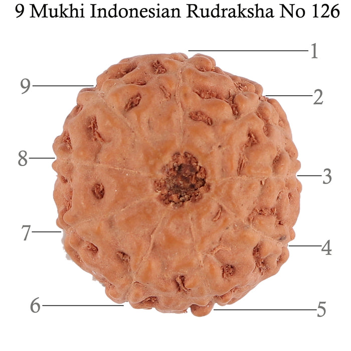 9 Mukhi Rudraksha from Indonesia - Bead No. 126