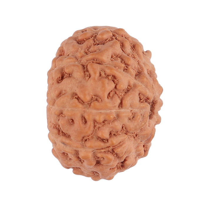 9 Mukhi Rudraksha from Indonesia - Bead No. 126