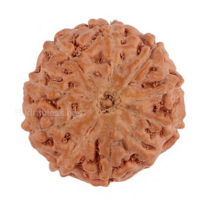 9 Mukhi Rudraksha from Indonesia - Bead No. 130