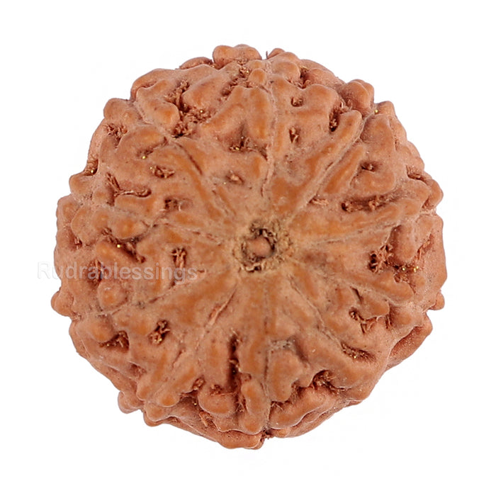 9 Mukhi Rudraksha from Indonesia - Bead No. 130