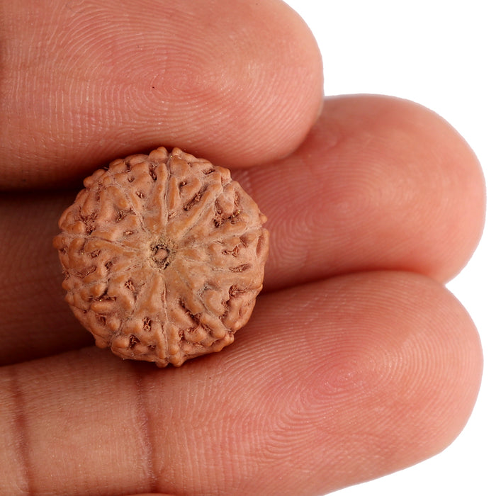 9 Mukhi Rudraksha from Indonesia - Bead No. 130
