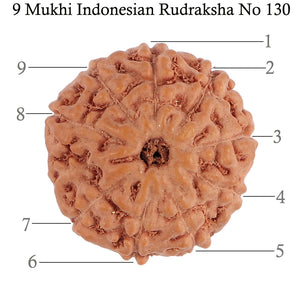 9 Mukhi Rudraksha from Indonesia - Bead No. 130