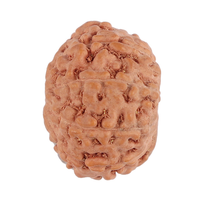 9 Mukhi Rudraksha from Indonesia - Bead No. 130