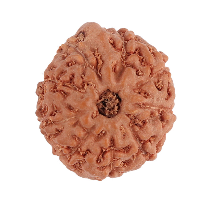 9 Mukhi Ganesha Rudraksha from Indonesia - Bead No. 132