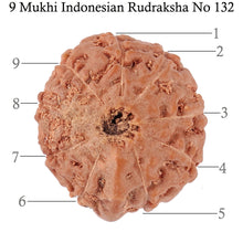 Load image into Gallery viewer, 9 Mukhi Ganesha Rudraksha from Indonesia - Bead No. 132

