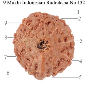 9 Mukhi Ganesha Rudraksha from Indonesia - Bead No. 132