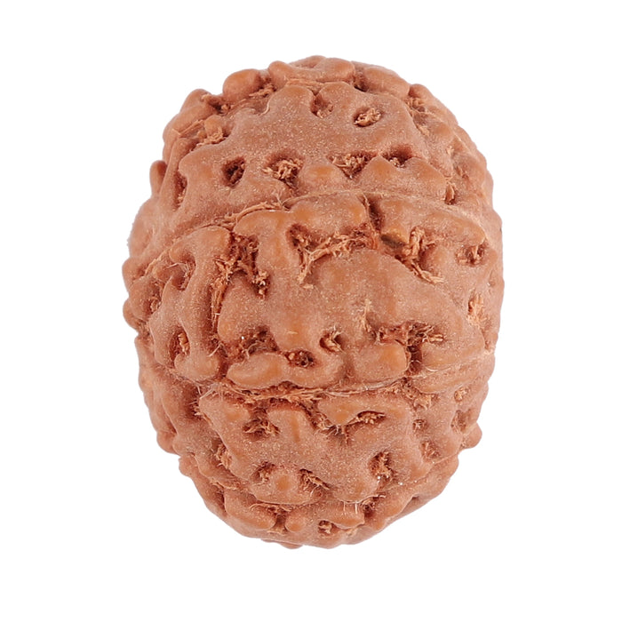 9 Mukhi Ganesha Rudraksha from Indonesia - Bead No. 132