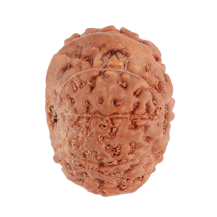9 Mukhi Ganesha Rudraksha from Indonesia - Bead No. 132