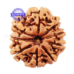 9 Mukhi Nepalese Rudraksha - Bead No. 133