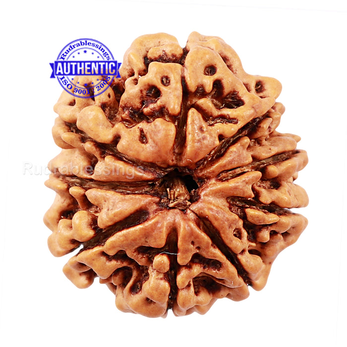 9 Mukhi Nepalese Rudraksha - Bead No. 133