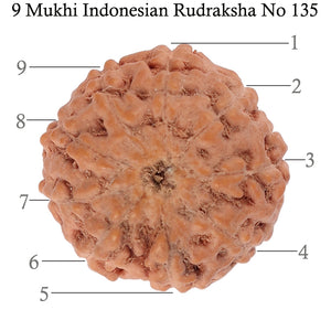 9 Mukhi Rudraksha from Indonesia - Bead No. 135