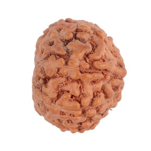 Load image into Gallery viewer, 9 Mukhi Rudraksha from Indonesia - Bead No. 135
