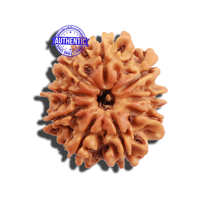 9 Mukhi Nepalese Rudraksha - Bead No. 191