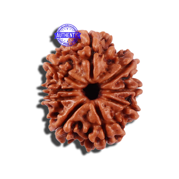 9 Mukhi Nepalese Rudraksha - Bead No. 206
