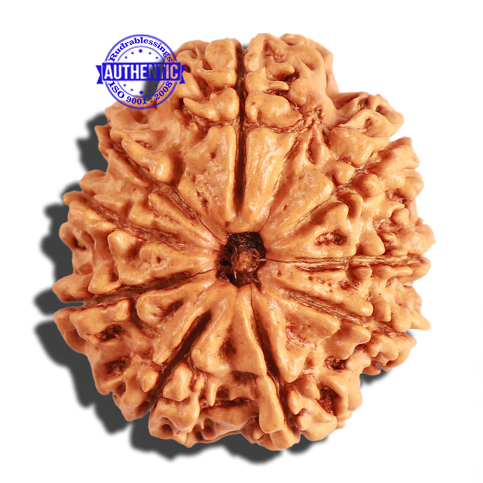 9 Mukhi Nepalese Rudraksha - Bead No. 207