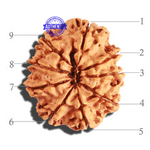 Load image into Gallery viewer, 9 Mukhi Nepalese Rudraksha - Bead No. 207
