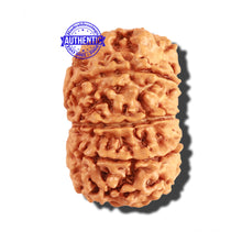 Load image into Gallery viewer, 9 Mukhi Nepalese Rudraksha - Bead No. 207
