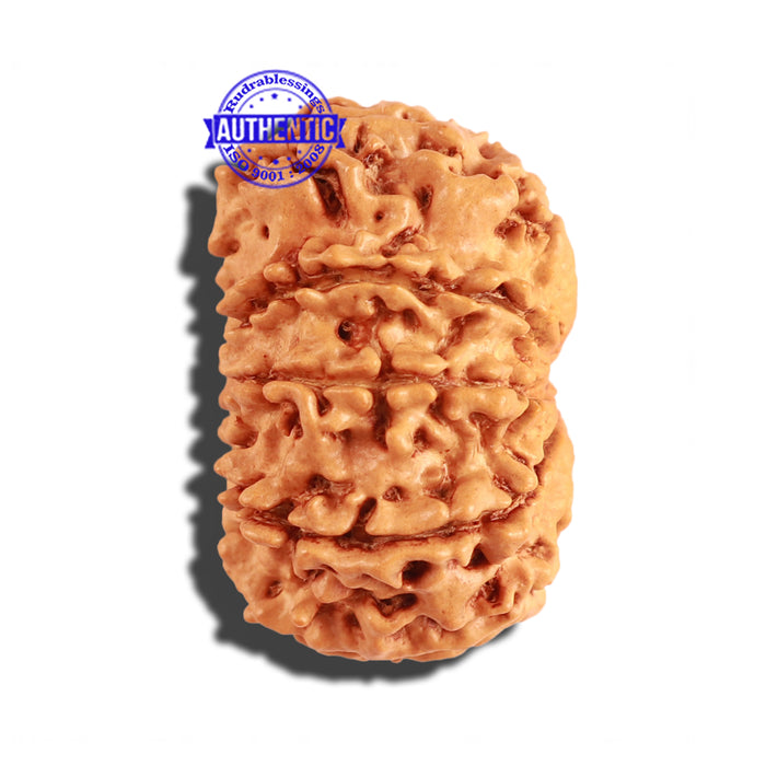 9 Mukhi Nepalese Rudraksha - Bead No. 207