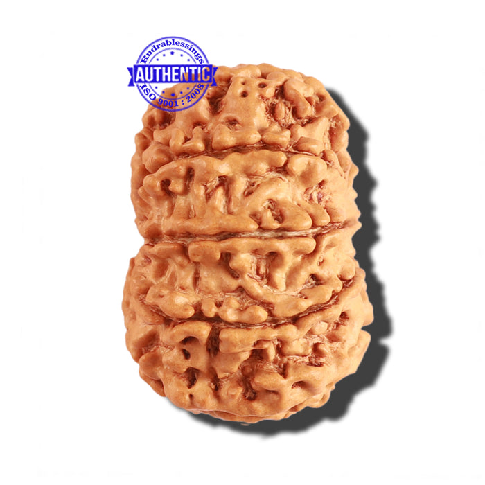 9 Mukhi Nepalese Rudraksha - Bead No. 208