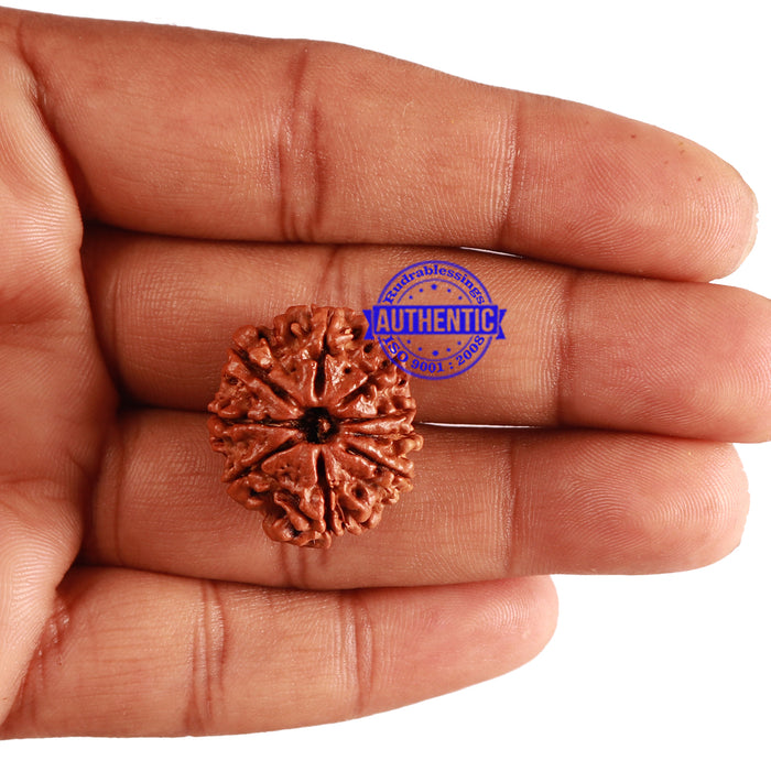9 Mukhi Nepalese Rudraksha - Bead No. 209