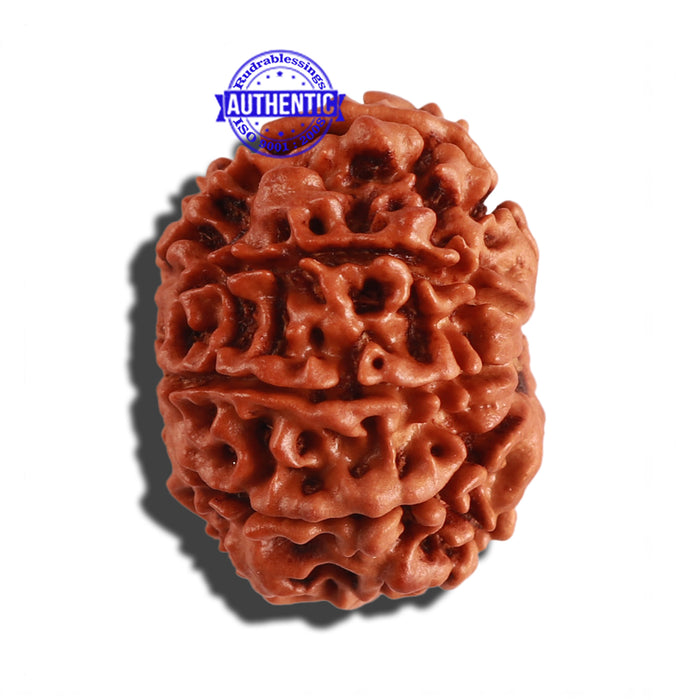 9 Mukhi Nepalese Rudraksha - Bead No. 210