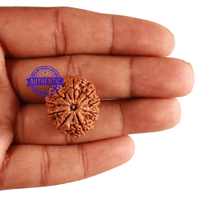 9 Mukhi Nepalese Rudraksha - Bead No. 212