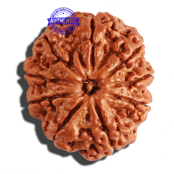 9 Mukhi Nepalese Rudraksha - Bead No. 212