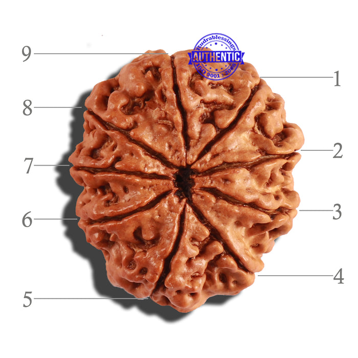 9 Mukhi Nepalese Rudraksha - Bead No. 212