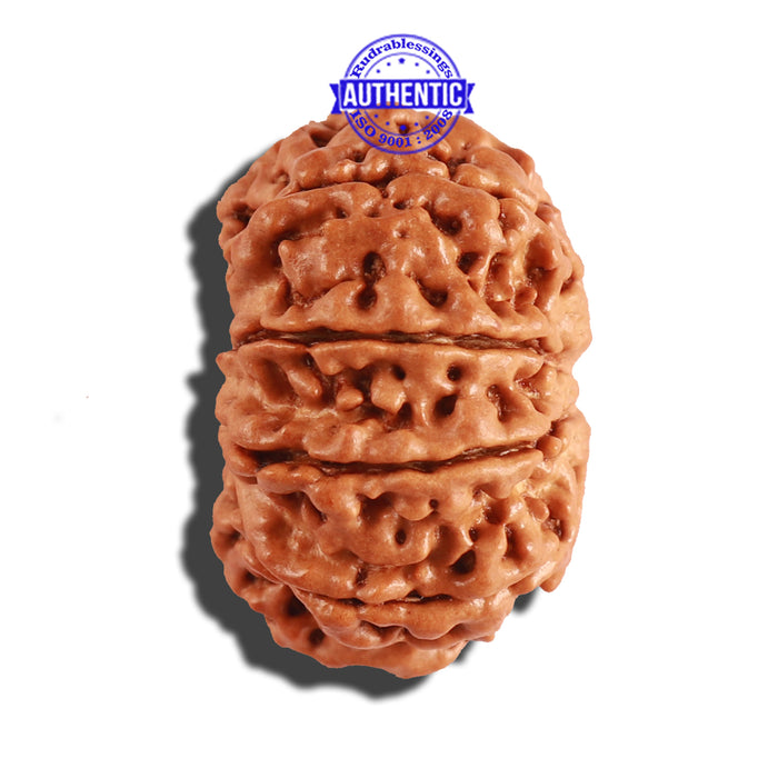 9 Mukhi Nepalese Rudraksha - Bead No. 212